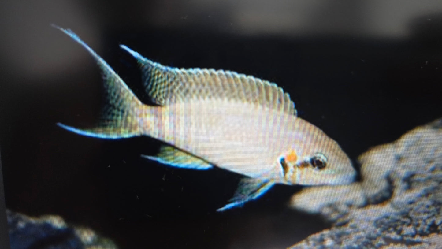 Lamprologus brichardi cichlid 4cm x 5pc