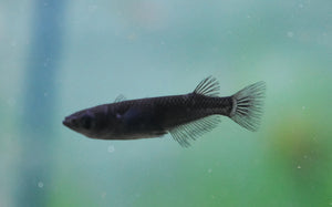 Black Ricefish 2cm x 5pc