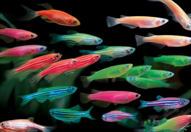 Luminous Zebra Danio 3cm x 10pc