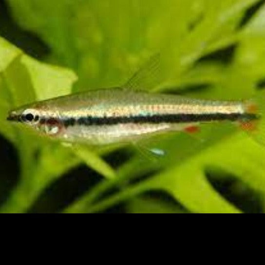 Golden pencilfish 2.5cm x 5pc