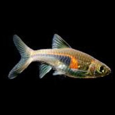 Hengeli Rasbora 2cm