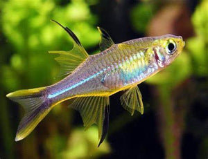 Celebes rainbowfish 4cm x 5pc