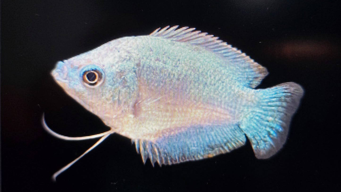 Cobalt Blue Gourami 4cm