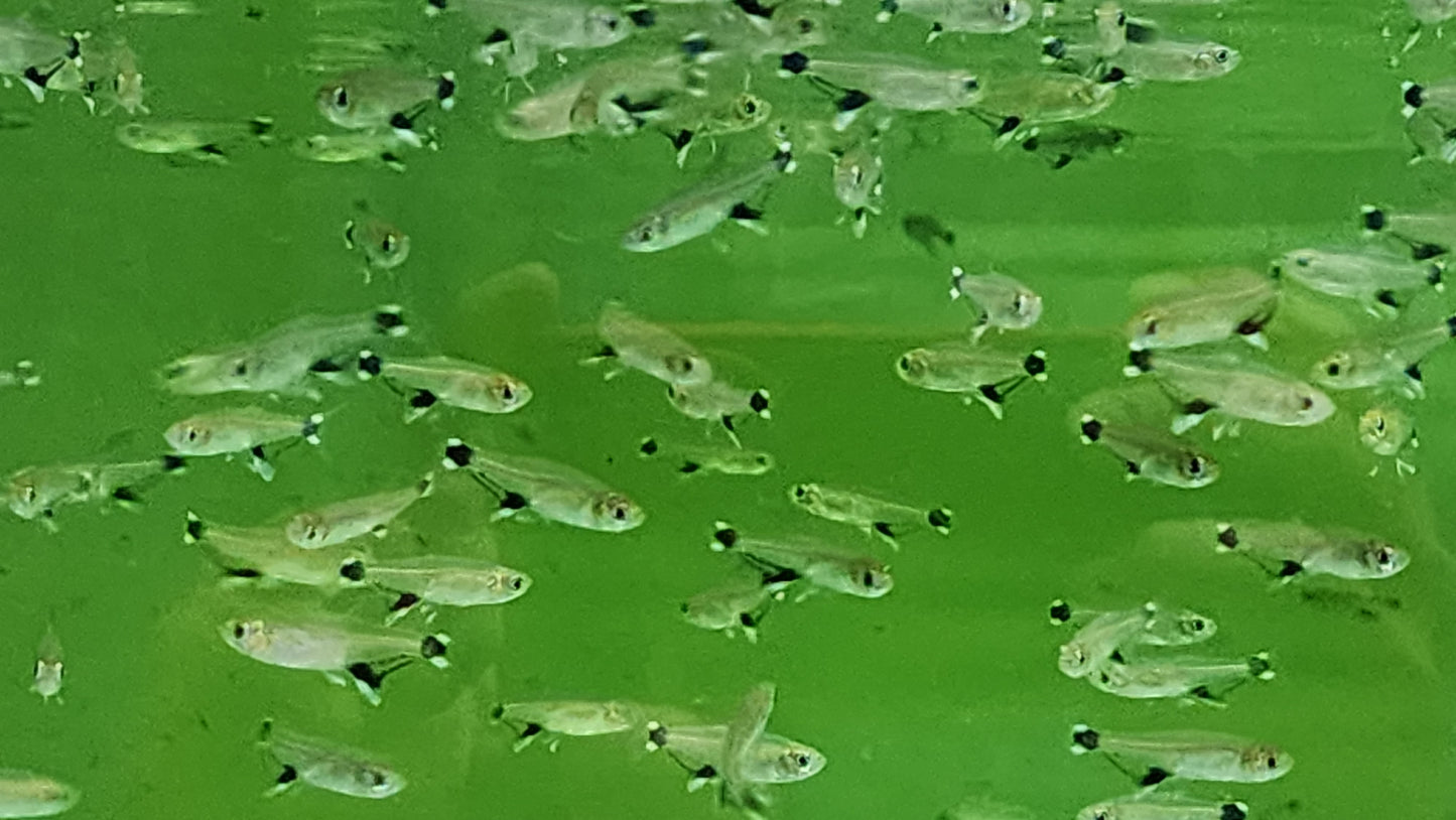 White spot tetra 2.5cm x 5pc