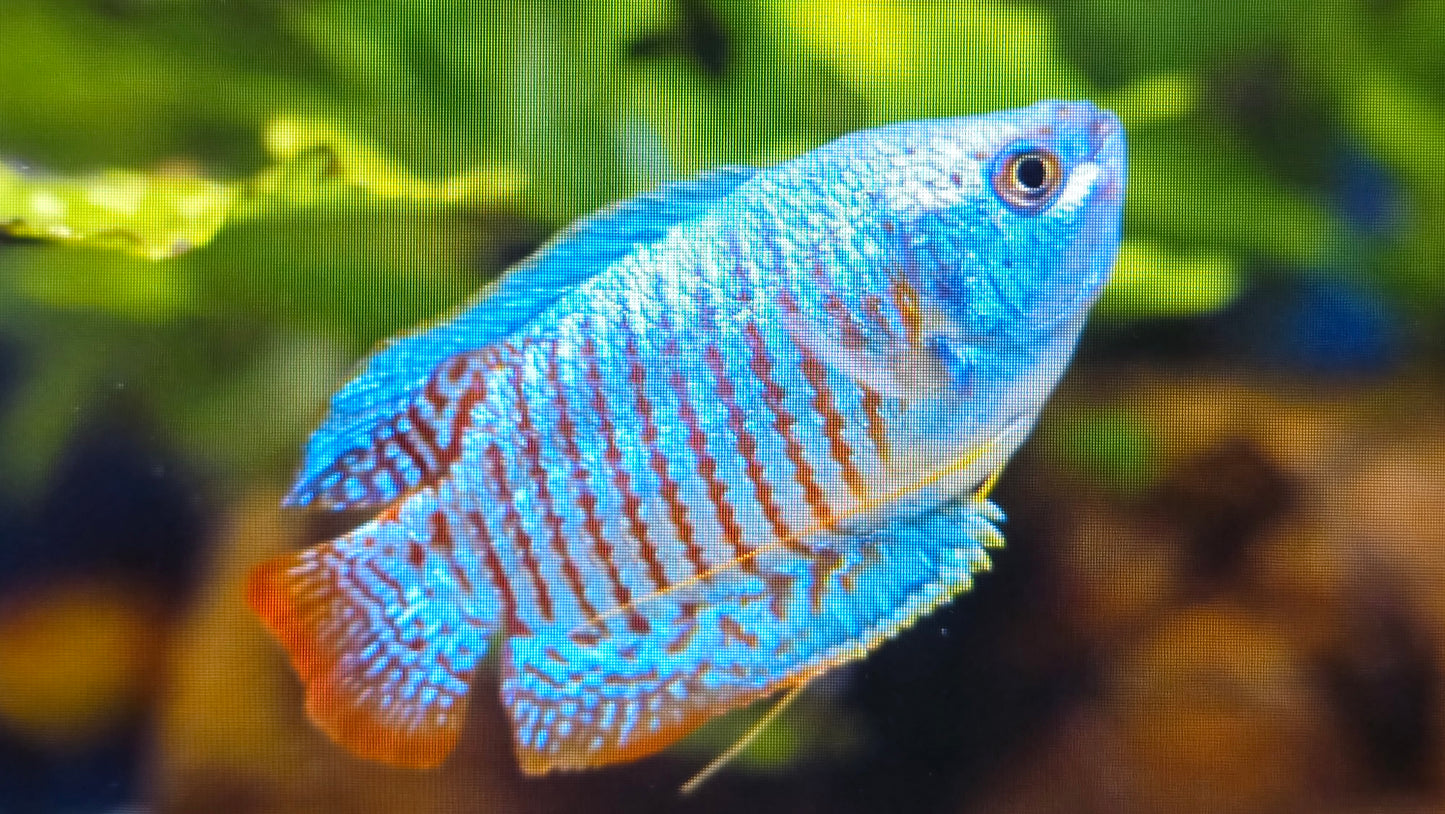 Neon Dwarf Gourami 3cm