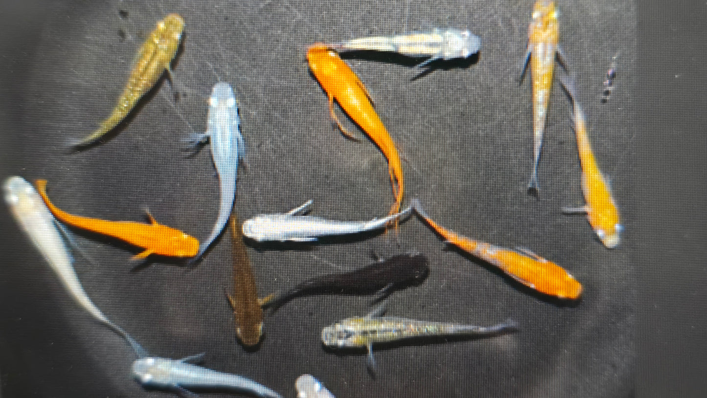 Assorted ricefish 2-3cm