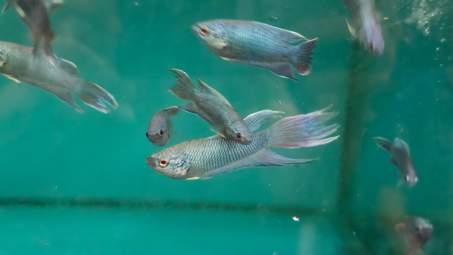 Blue paradise fish 4cm