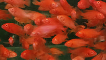 Load image into Gallery viewer, Strawberry peacock cichlid 5-6cm x 5pc