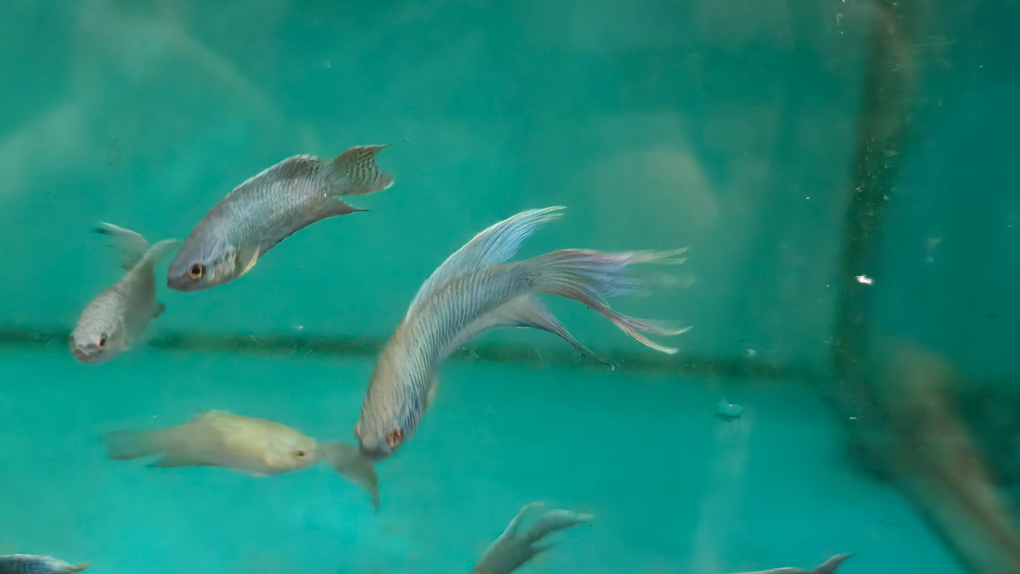 Blue paradise fish 4cm