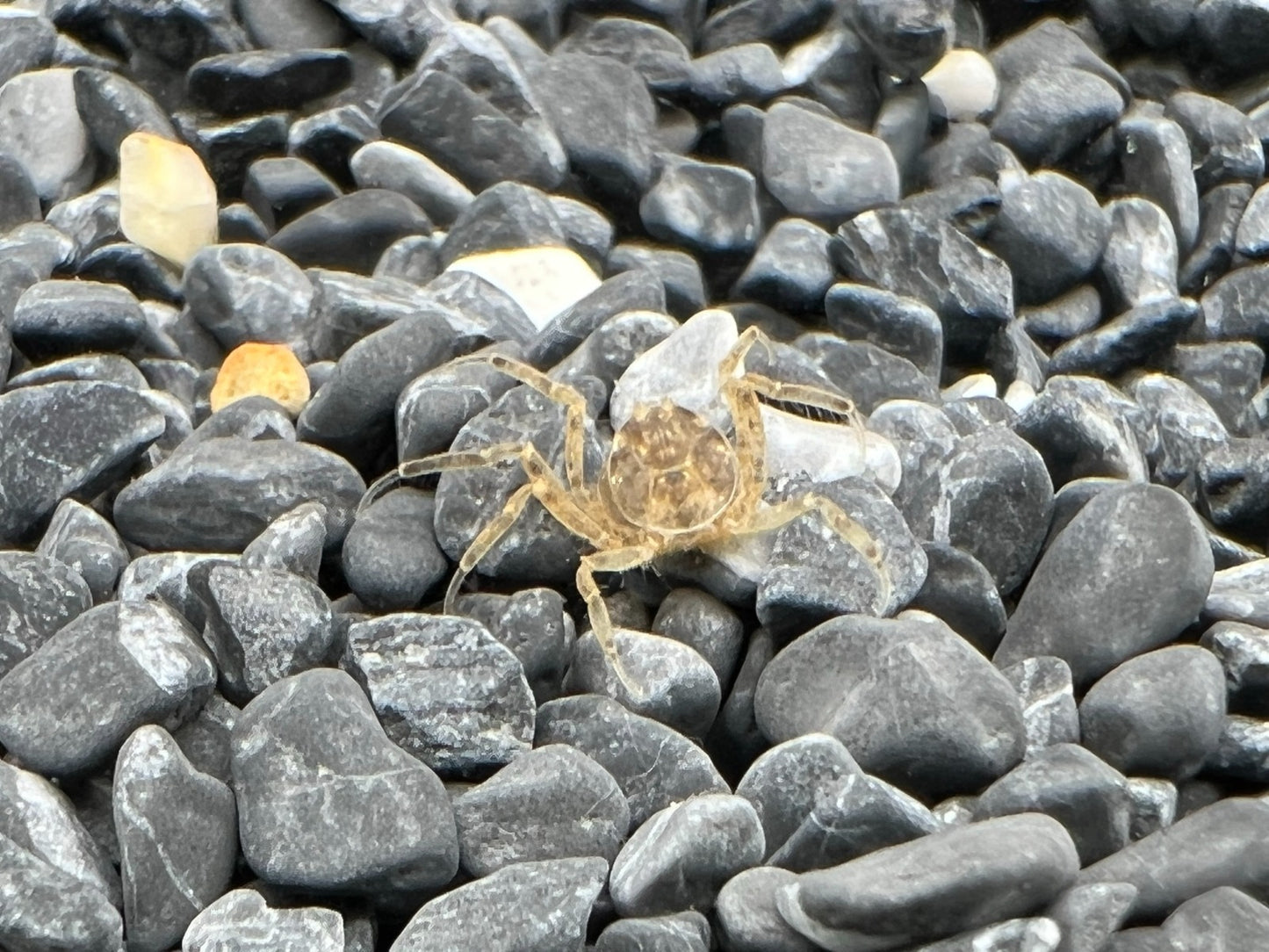 Thai micro-crab 0.8-1.2cm