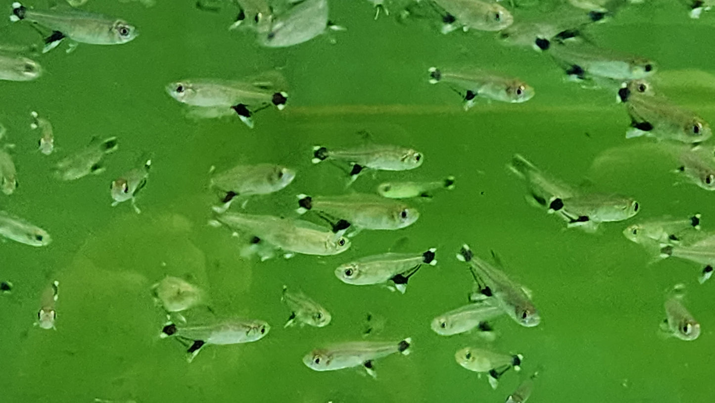 White spot tetra 2.5cm x 5pc