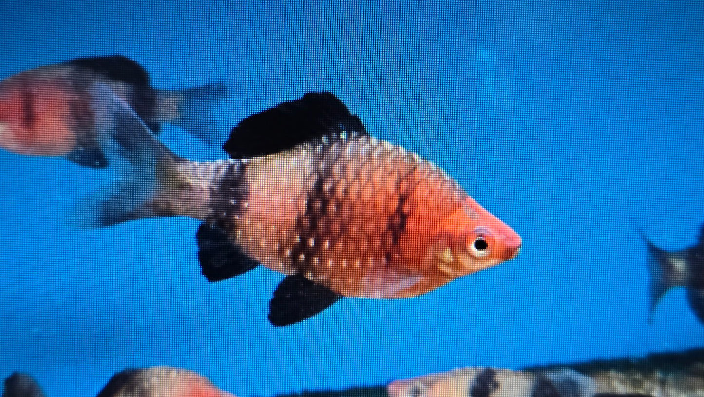 Black ruby barb 3cm