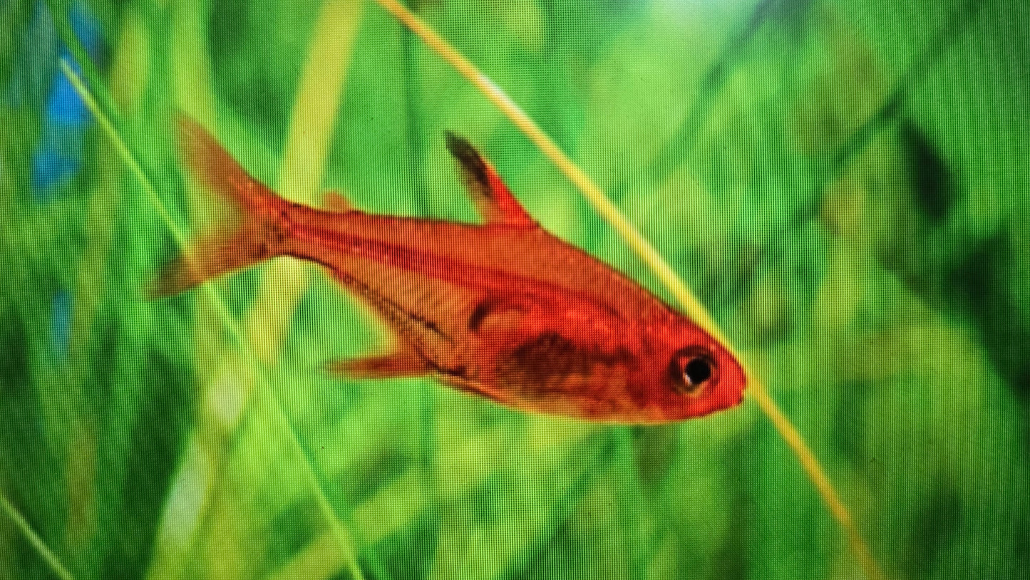 Ember tetra 2cm