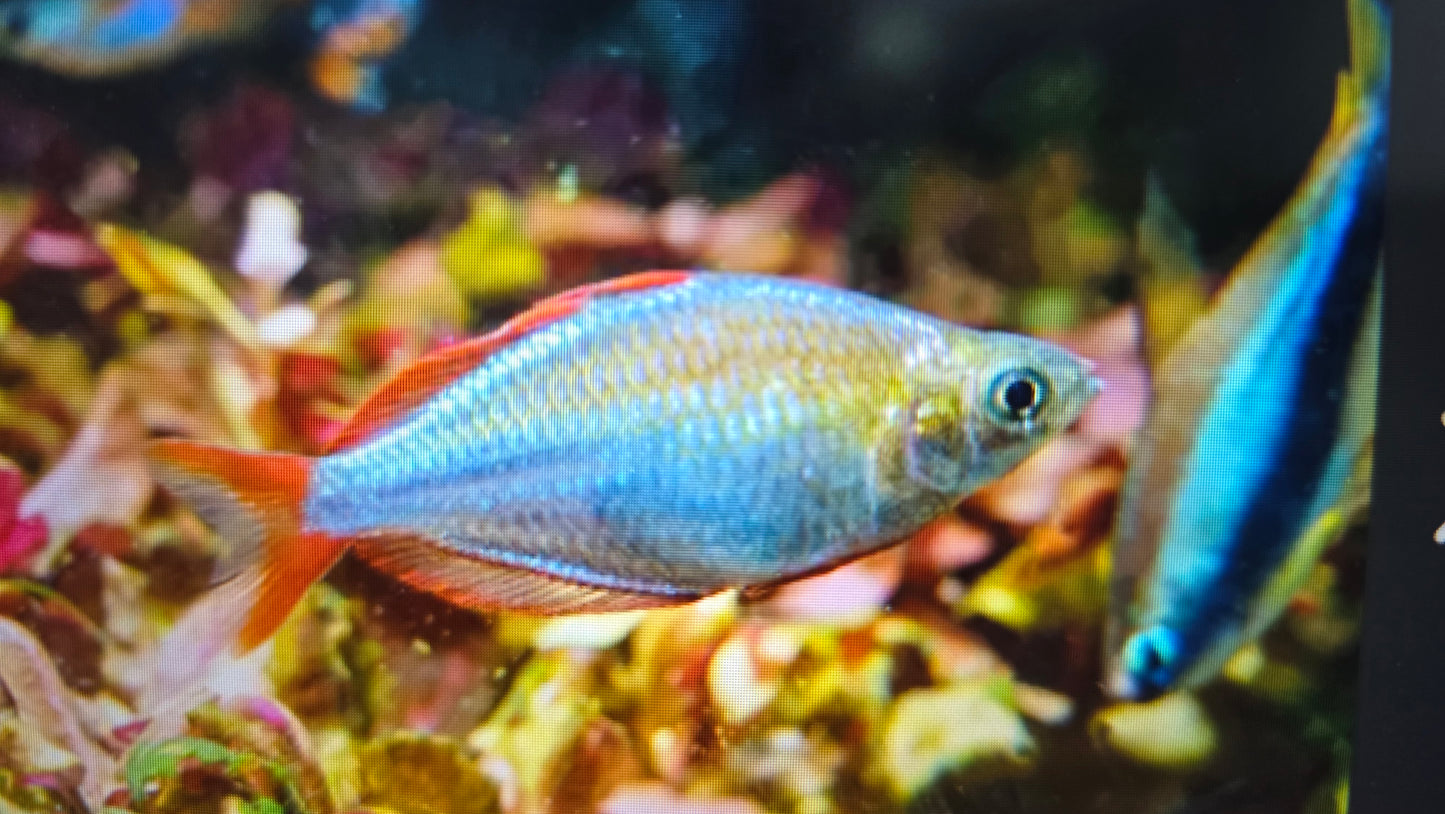 Neon dwarf rainbowfish 3cm x 5pc