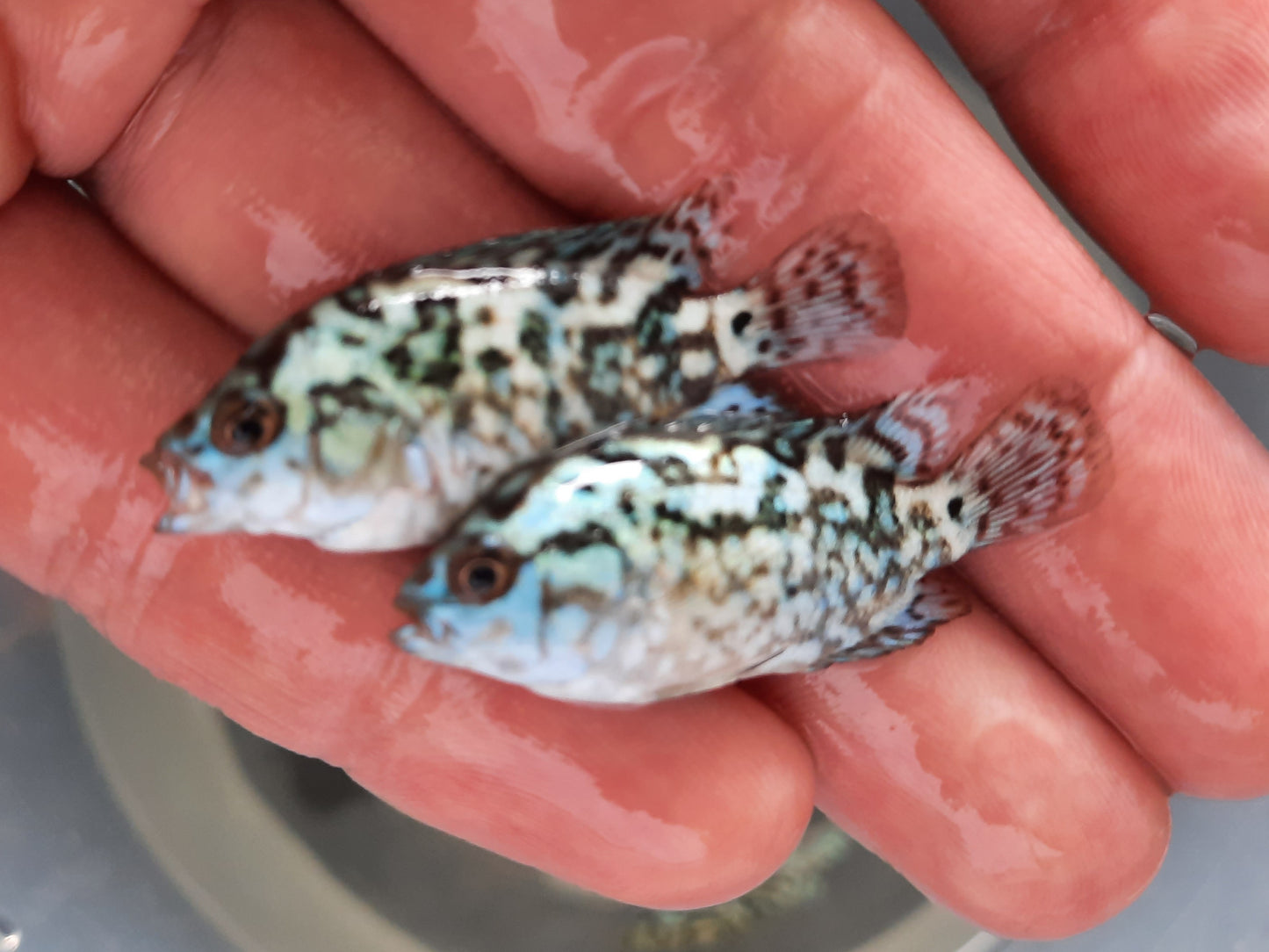 Electric blue dempsey 5cm x 5pc