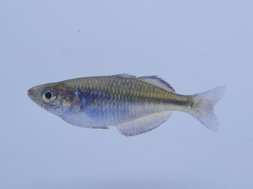 Boosemani Rainbowfish 4-5cm X 5pc