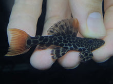 Load image into Gallery viewer, Pleco L600 7.5cm