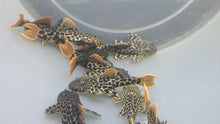 Load image into Gallery viewer, Pleco L600 7.5cm