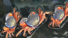 Load image into Gallery viewer, Rainbow crab 6-10cm