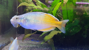 Boosemani rainbow male XL 7-8cm