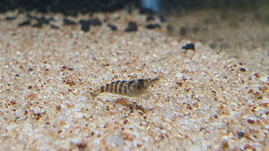 Indian zebra shrimp 1.5cm x 5pc