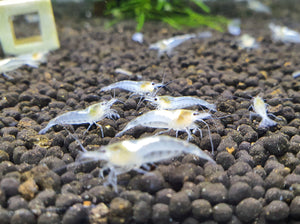 Snowball shrimp 1.5cm x 5pc