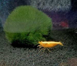 Golden back shrimp 1-1.5cm X 5pc