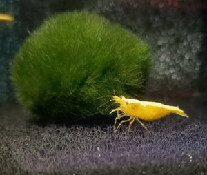 Golden back shrimp 1-1.5cm X 5pc