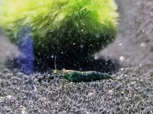 Load image into Gallery viewer, Super green shrimp 1-1.5cm X 5pc