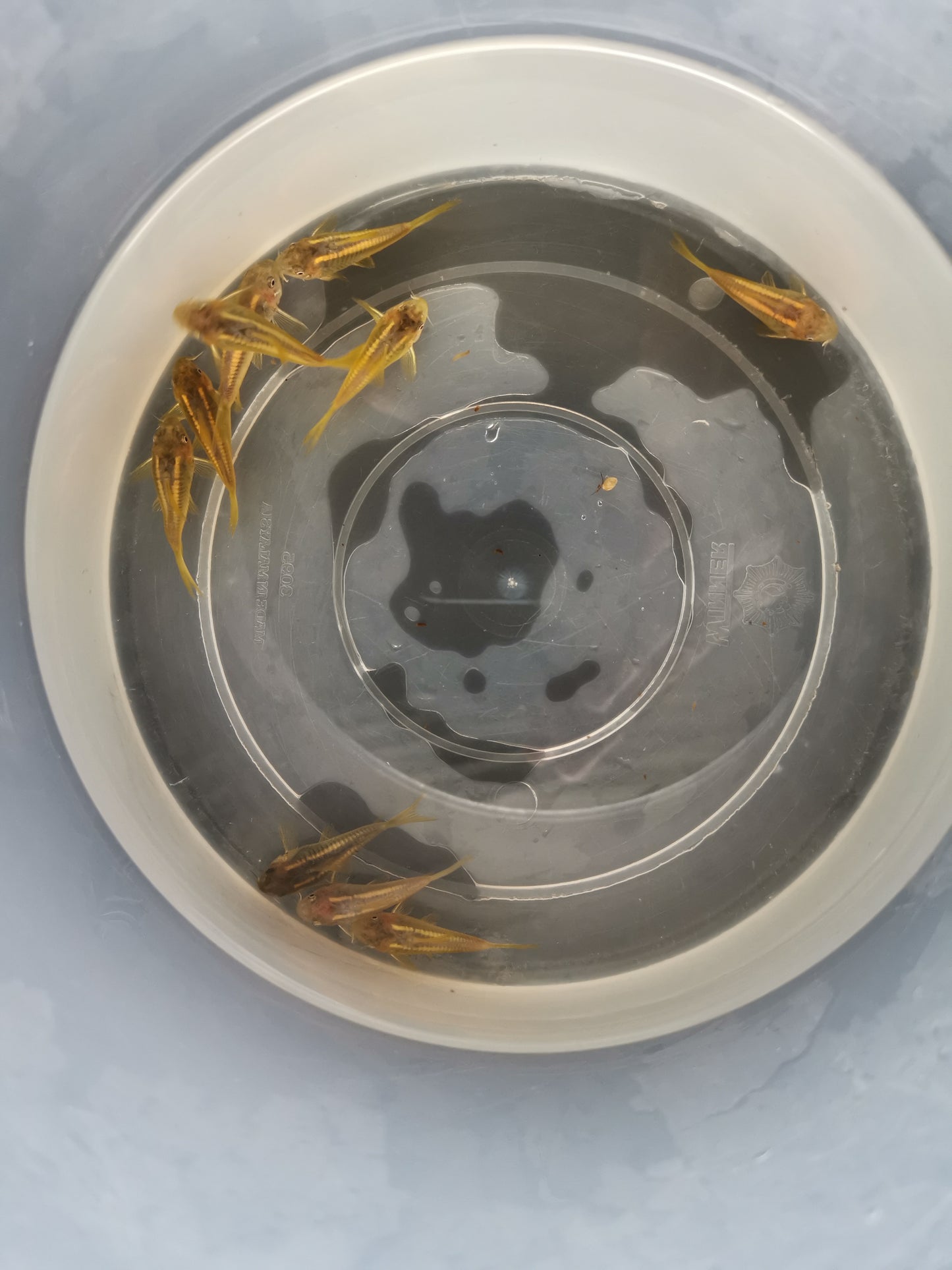 CW010 Corydoras Gold Laser 2.5-3cm