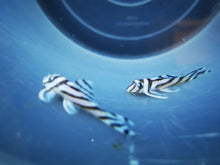 Load image into Gallery viewer, L46 zebra pleco 4-4.5cm