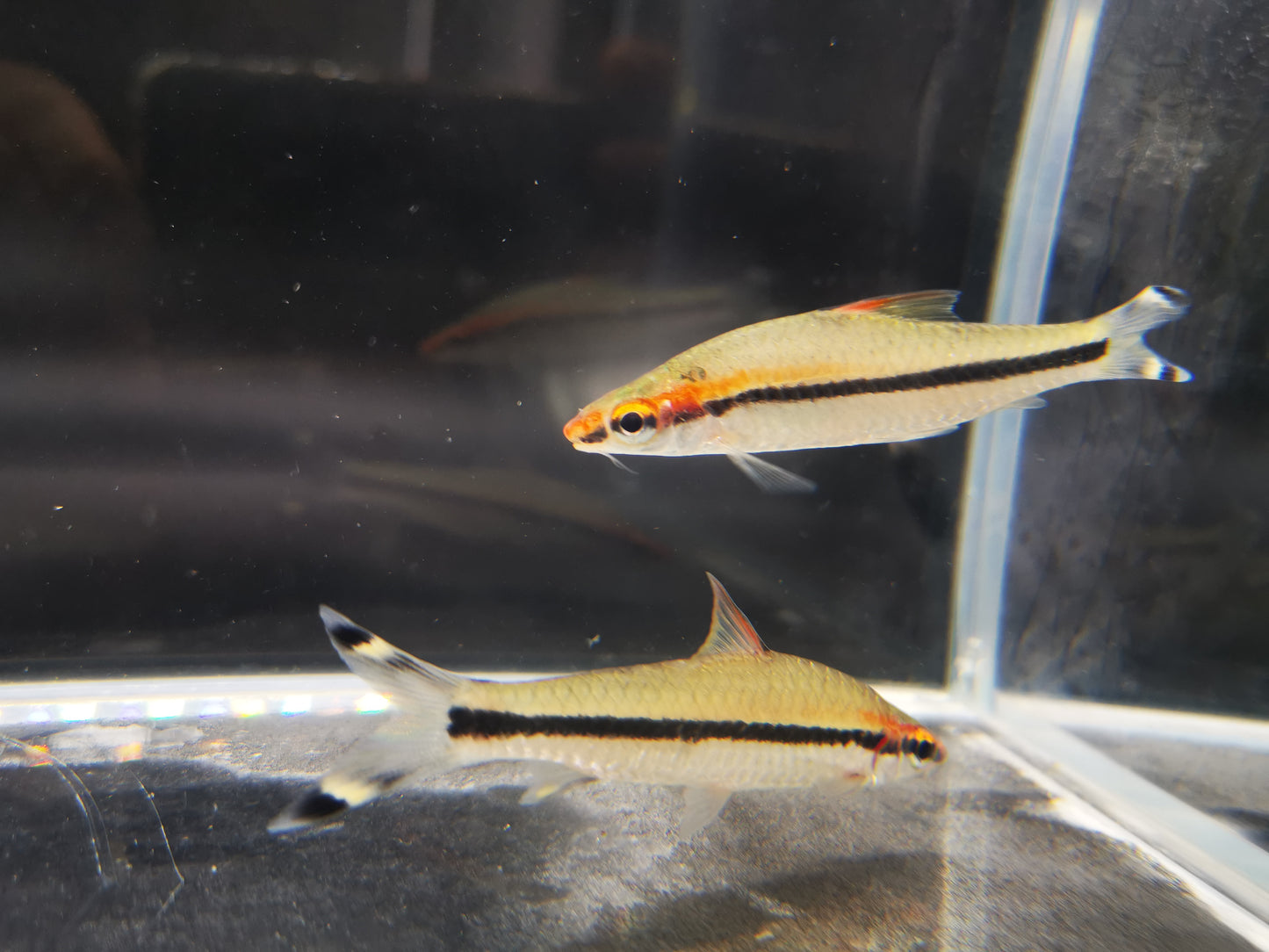 Puntius denisonii 5-6cm x 5pc