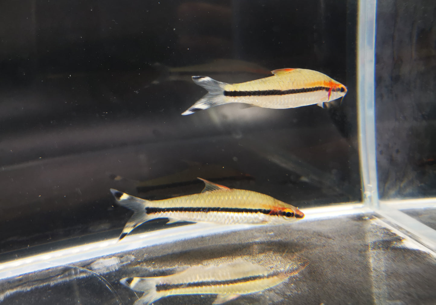 Puntius denisonii 5-6cm x 5pc