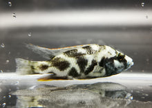 Load image into Gallery viewer, Livingstoni cichlid 6-7cm x3pc