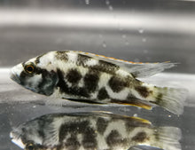 Load image into Gallery viewer, Livingstoni cichlid 6-7cm x3pc