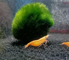 Load image into Gallery viewer, Orange sunkist shrimp 1-1.5cm X 5pc