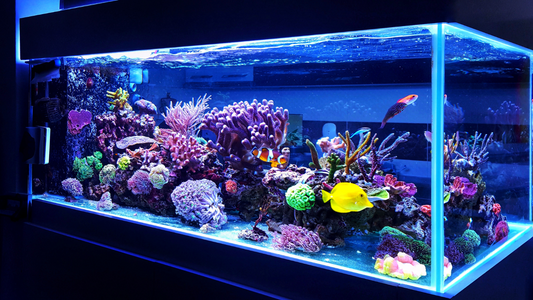 What you need to know before buying your first fish tank?