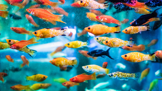 Top 10 Freshwater Fish Every Aquarium Enthusiast Should Own