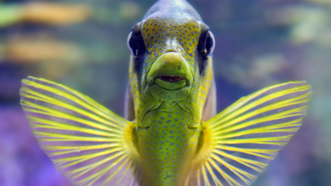 What is the Friendliest Fish for an Aquarium?