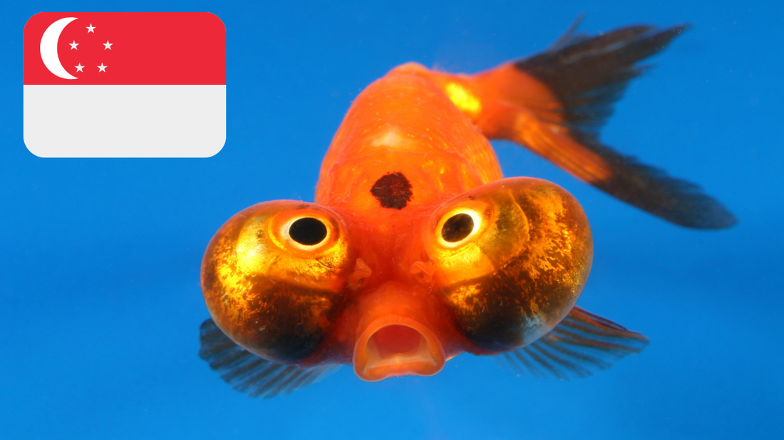 Find the Best Goldfish in Singapore: The Ultimate Guide