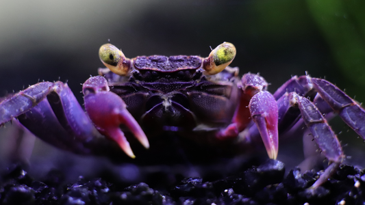 Vampire Crabs: The Ultimate Guide to These Mysterious and Stunning Creatures