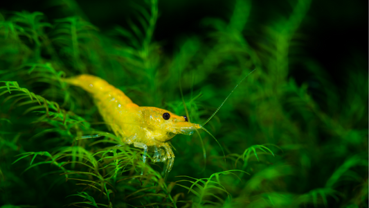 Shrimp vs. Fish: Which Aquatic Friend is Right for You?