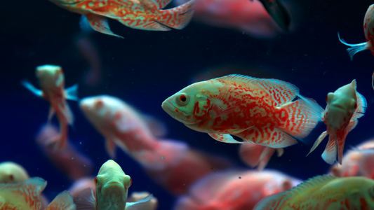 5 Aquarium Myths Debunked: What You Really Need to Know