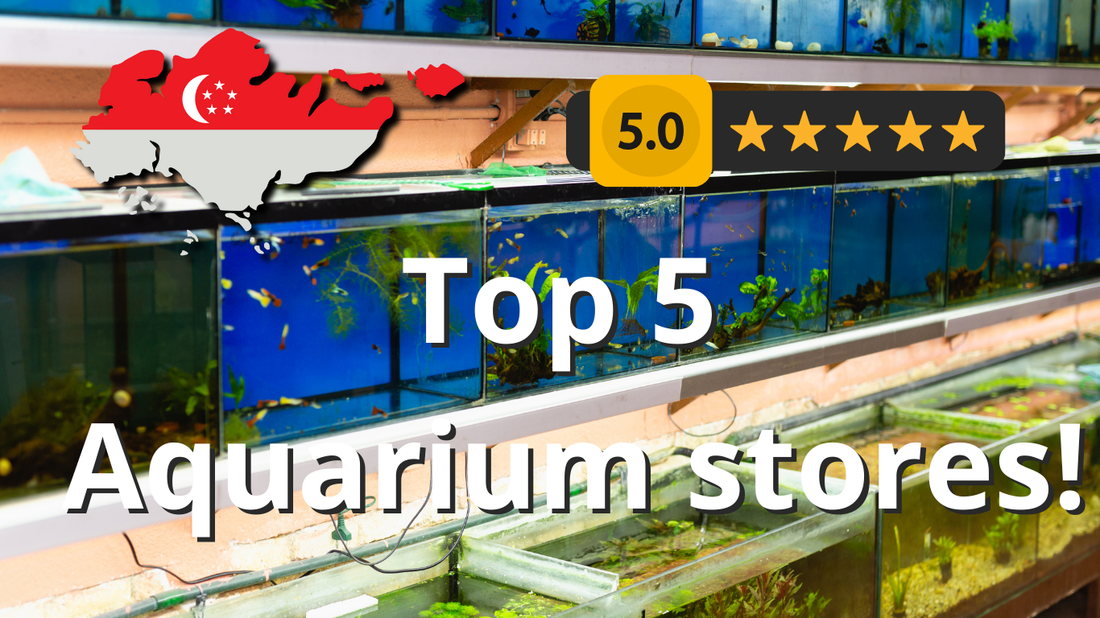 5 Aquarium Stores near me | Singapore | Unbiased review