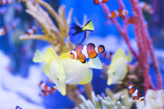 5 Tips For Beginners to Keep Aquarium Fish Healthy