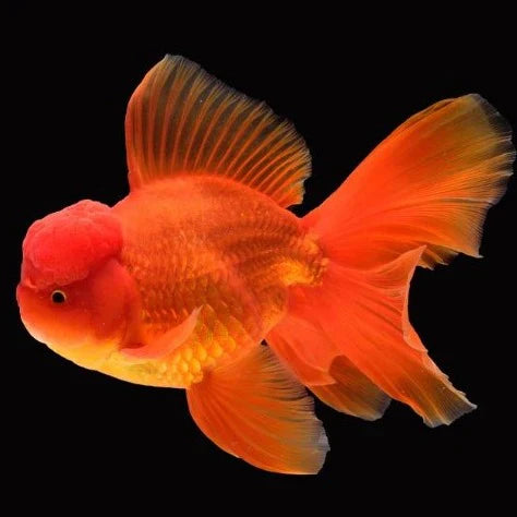 Goldfish