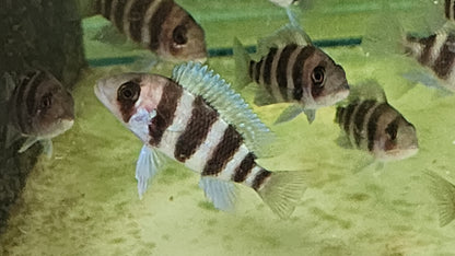 Cyphotilapia frontosa 5cm