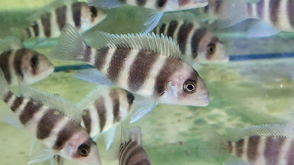 Cyphotilapia frontosa 5cm