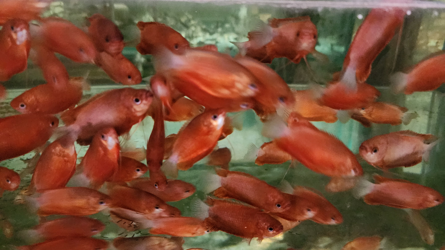 Red honey gourami 3-4cm x 5pc