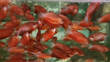 Load image into Gallery viewer, Red honey gourami 3-4cm x 5pc
